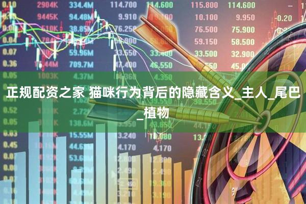 正规配资之家 猫咪行为背后的隐藏含义_主人_尾巴_植物