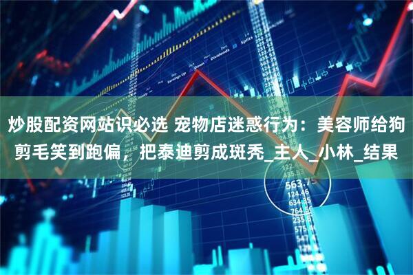 炒股配资网站识必选 宠物店迷惑行为：美容师给狗剪毛笑到跑偏，把泰迪剪成斑秃_主人_小林_结果
